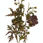 Valancourt Books Horror Fiction Classic English Kindle eBook-0