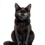 Green Dragon Publishing Cozy Mystery Kindle Book Series-0