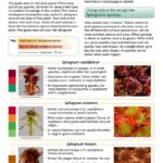 Field Studies Council Gardening Book Nature Guide English-0